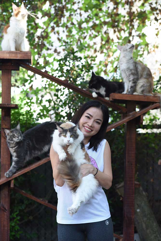 Winsochacoon Main Coon Cattery in Bangkok, Thailand.